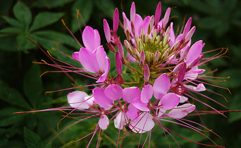 মাকড়শা-হুড়হুড়ি